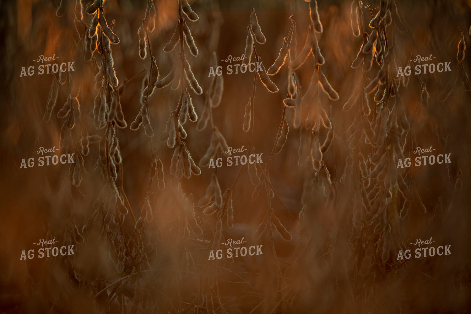 Soybeans - Dry 2492