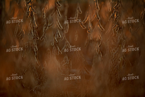 Soybeans - Dry 2492