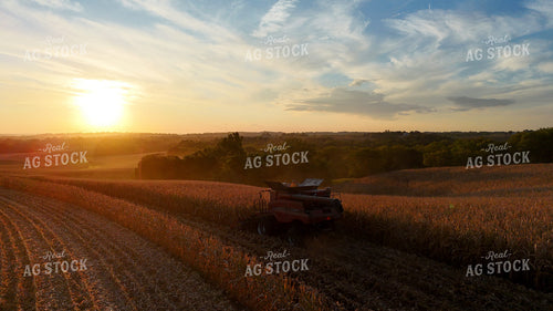 Corn Harvest 191284