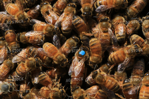 Pile of Honeybees 105014