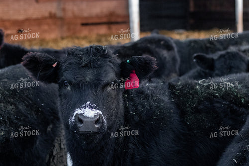 Angus Cattle in Snow 67189
