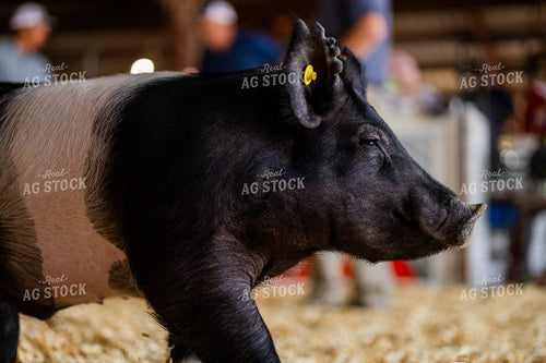 Show Pig 97195