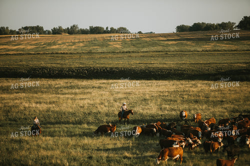 Ranchers and Cattle in Pasture 6408