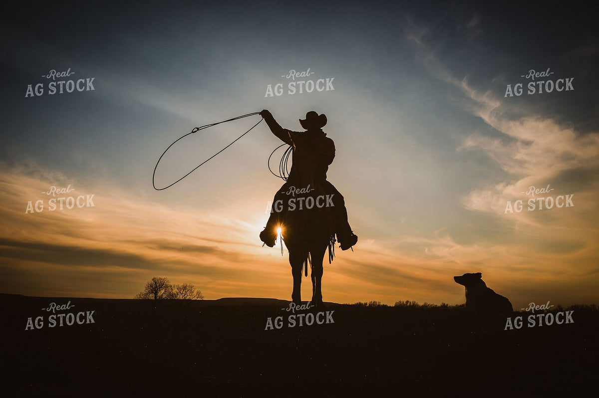 Cowboy on Horseback Swinging Lasso at Sunset with Ranch Dog 404029