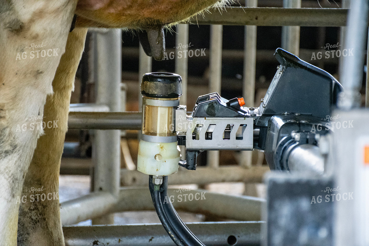 Robotic Milking Unit in Action 271031