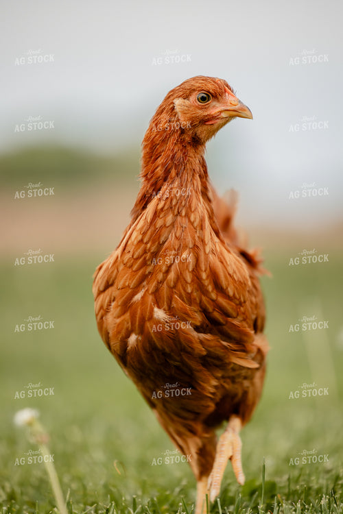 Pullet Laying Chicken 104099