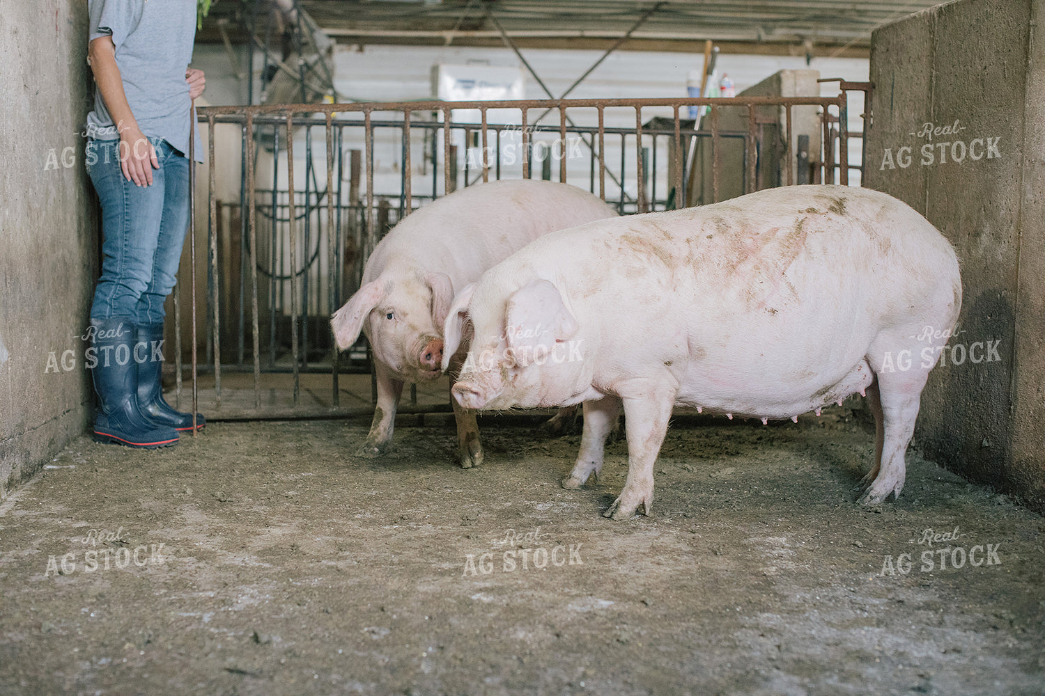 Pig in Pen in Modern Barn 3222