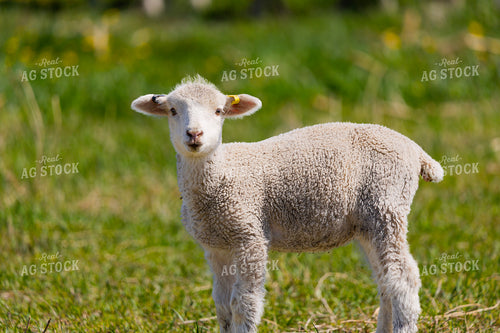 Lamb 187228