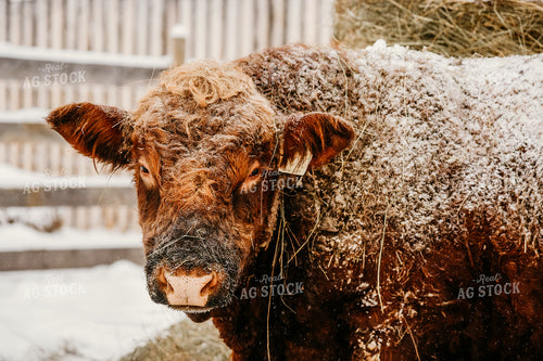 Hereford Cow in Snow 64075