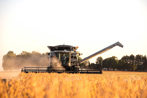 Soybean Harvest 115876