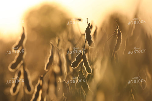 Dried Soybeans 109139
