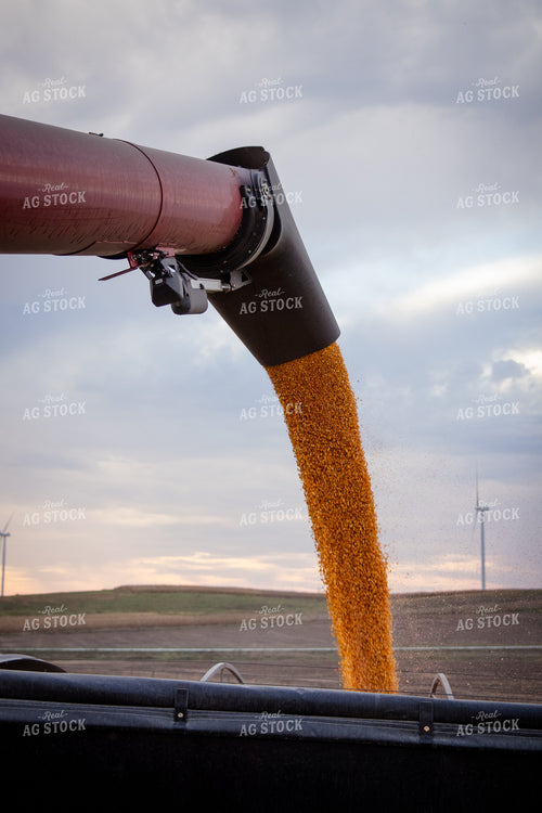 Unloading Harvested Corn 268196