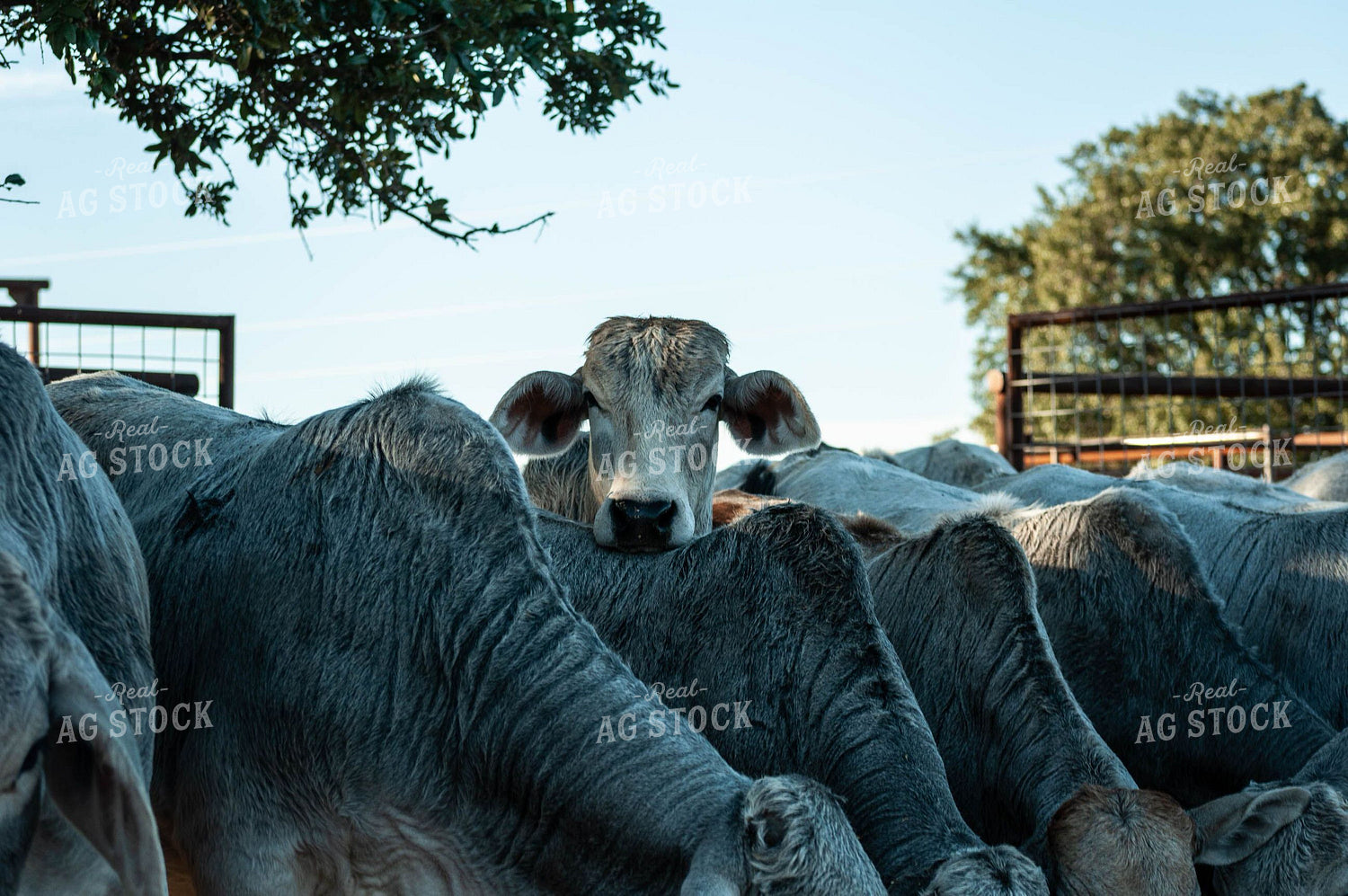 Brahman Cattle 59004