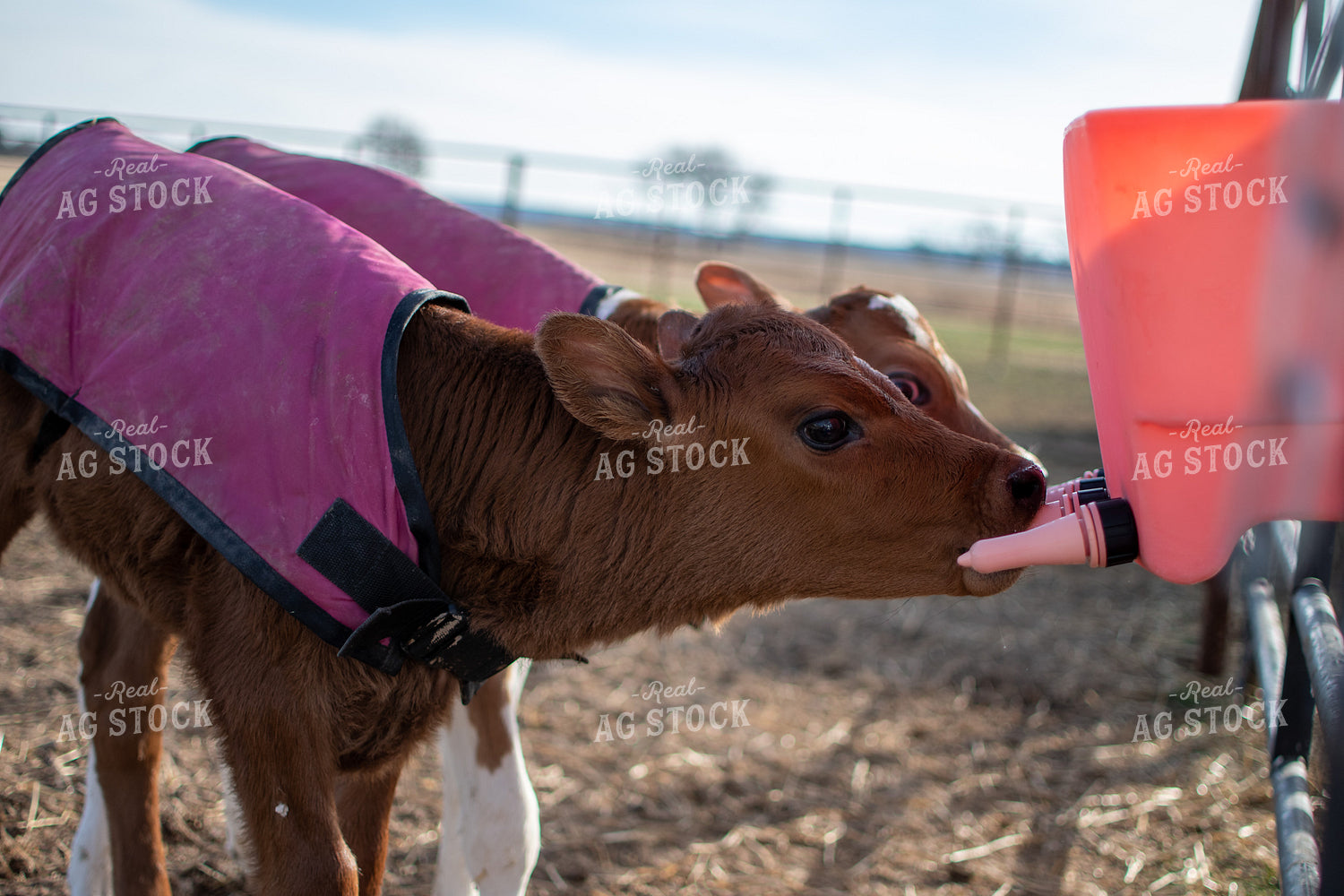 Calves Drink from Calf Feeder 50375