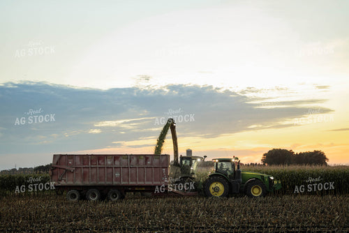 Chopping Corn Silage 296009