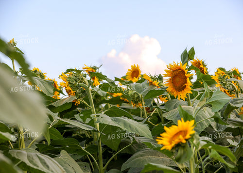 Sunflowers 160180