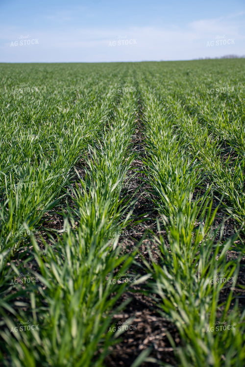Green Wheat Field 50105