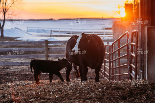 Black Baldy Cow Calf Pair 174010