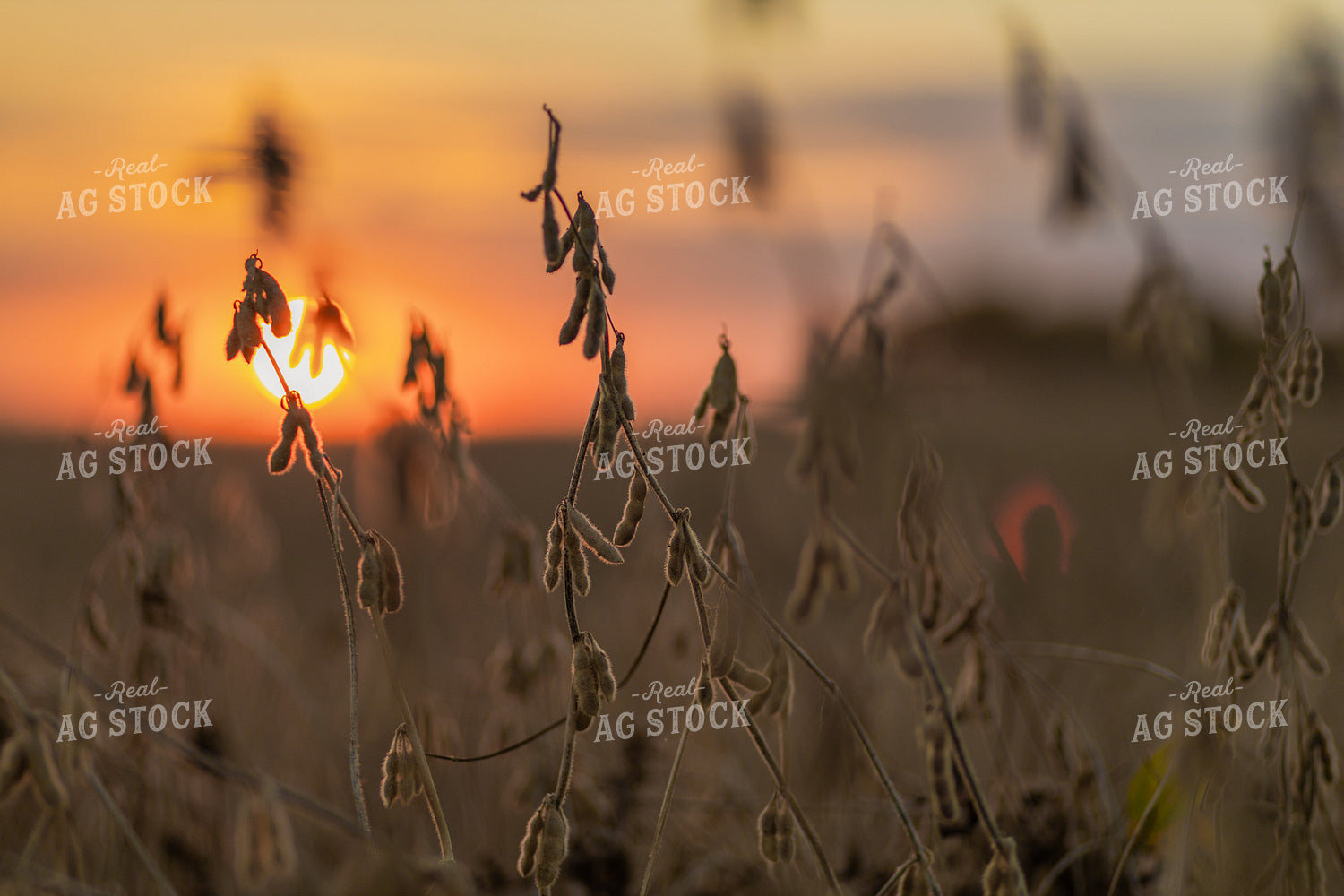 Dried Soybeans at Sunset 93355