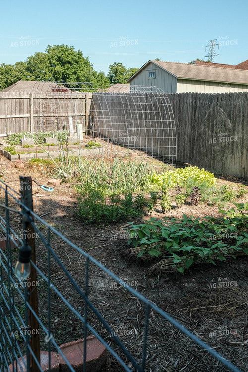 Backyard Gardening 162042