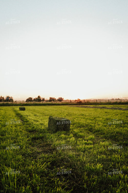 Square Hay Bales 83111