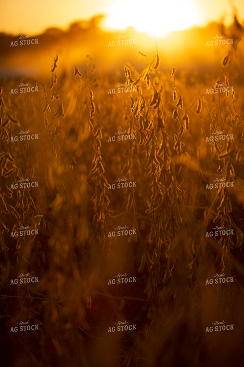 Soybeans - Dry 1559