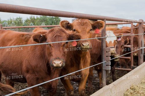 Angus Cows in Farmyard 97062