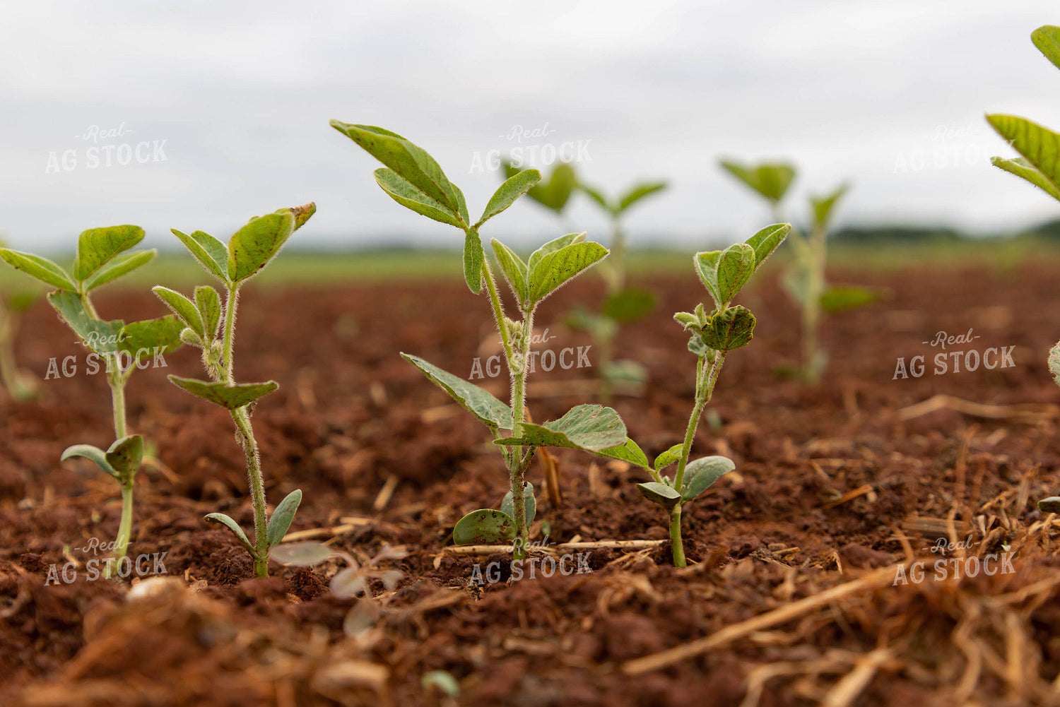 Close Up of Early Growth Soybeans 79292