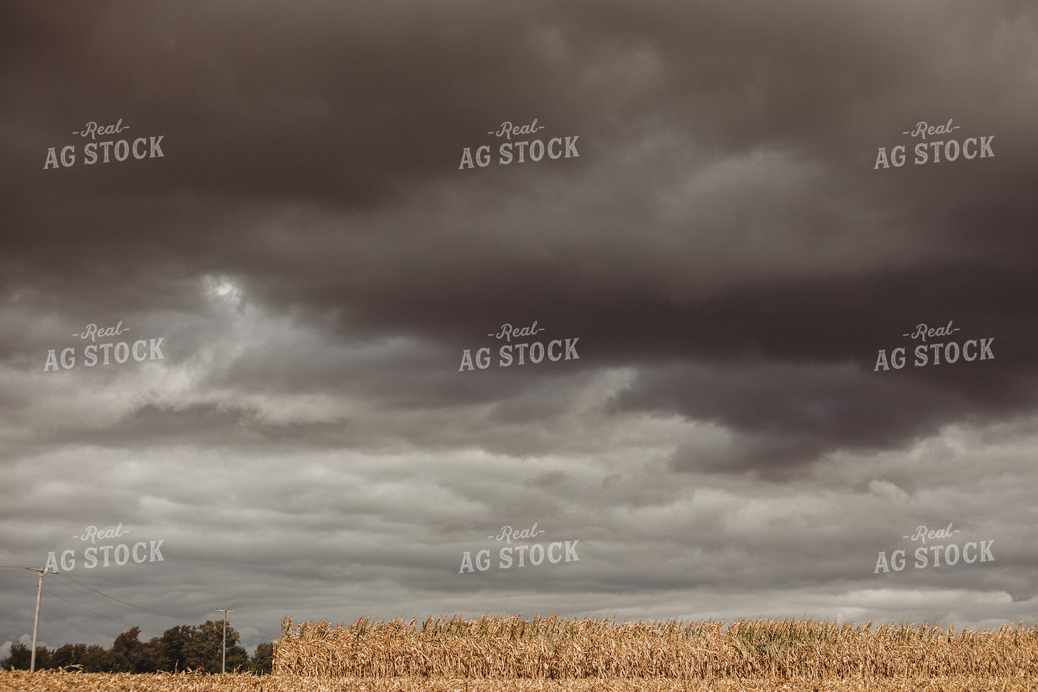 Corn Field and Dark Stormy Sky 3323