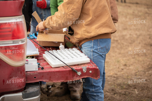 Vaccinating Cattle 190009