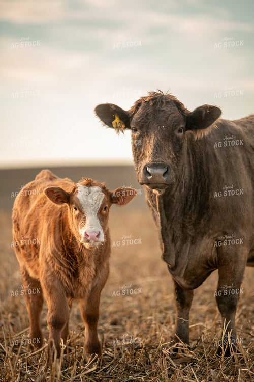 Cow Calf Pair 76712