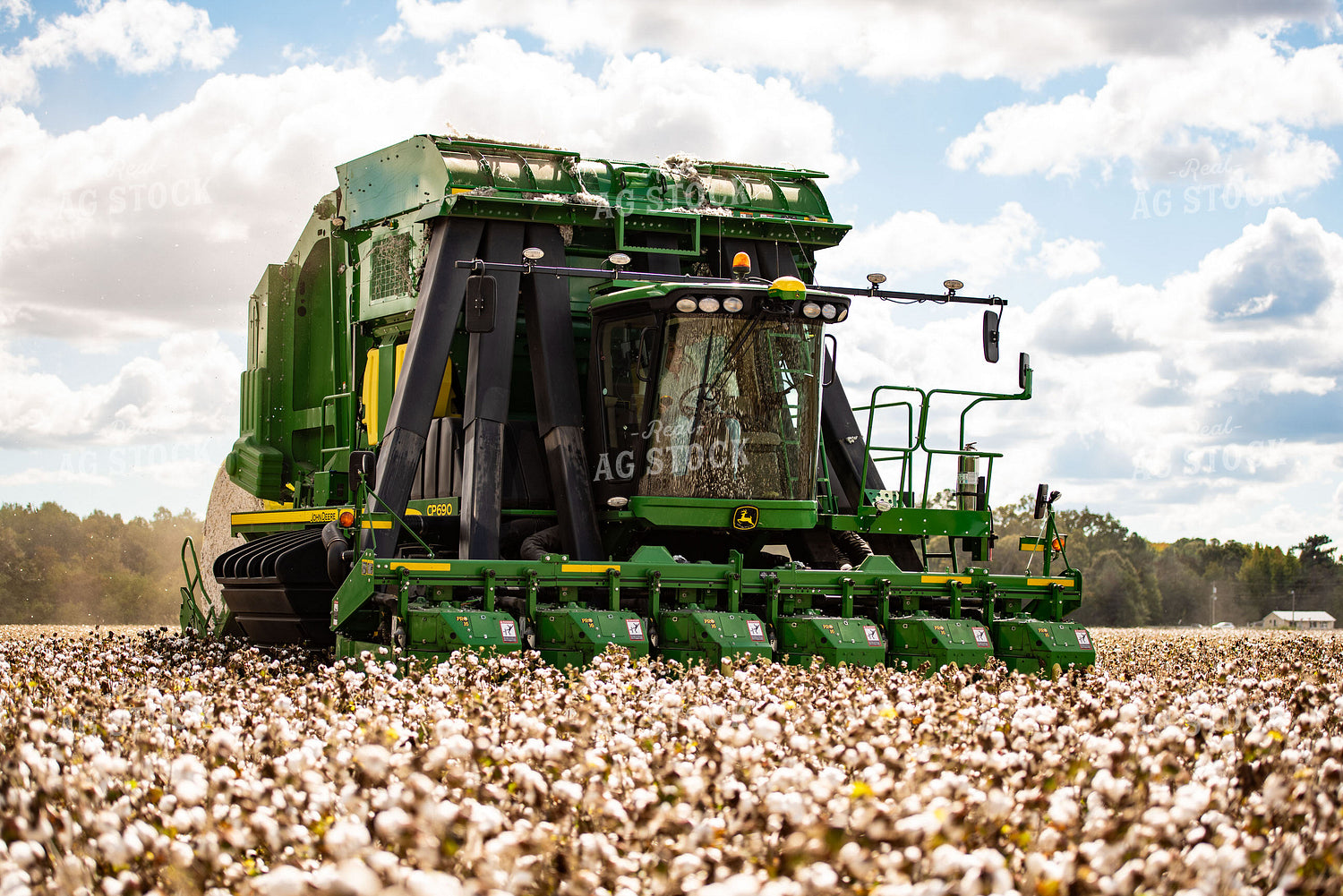 Cotton Harvest 136125