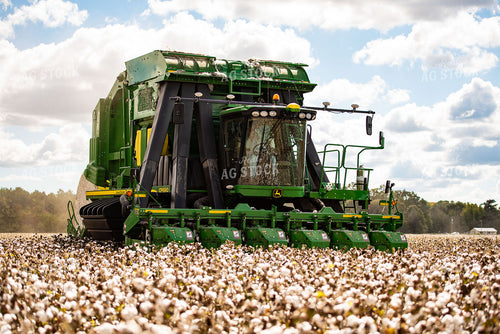 Cotton Harvest 136125