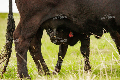 Angus Cow Calf Pair Nursing 155222