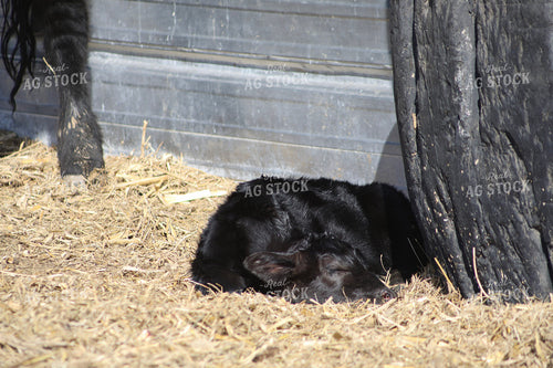 Angus Calf 117232