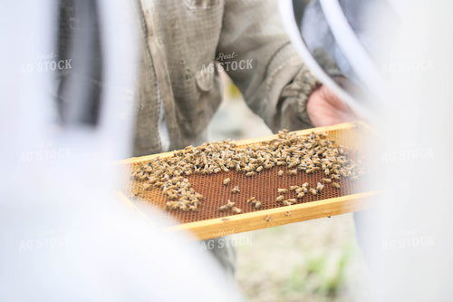 Harvesting Honey 161052
