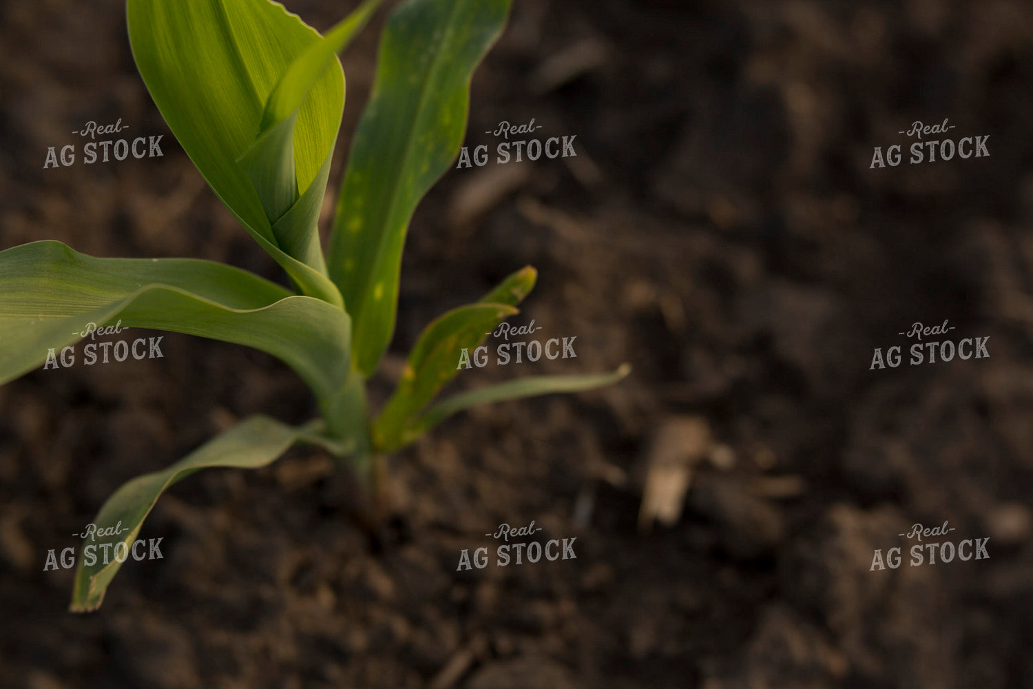 Corn - Early Growth 1112
