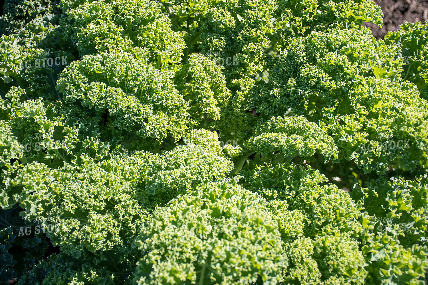 Kale 50205