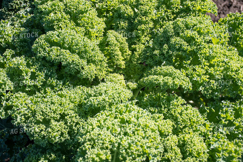 Kale 50205