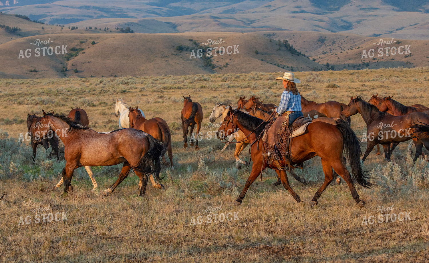 Herding Horses 290054