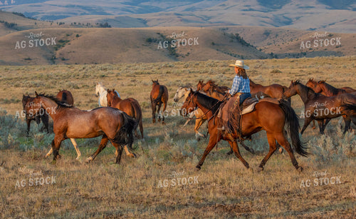 Herding Horses 290054
