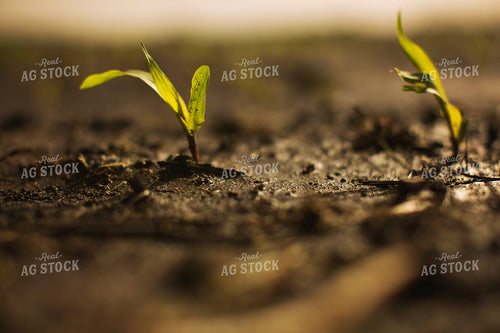 Early Growth Corn 5532