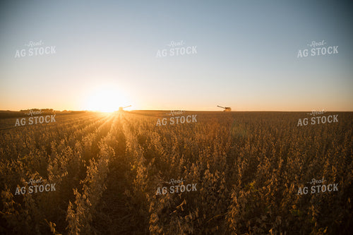 Soybean Harvest 26007