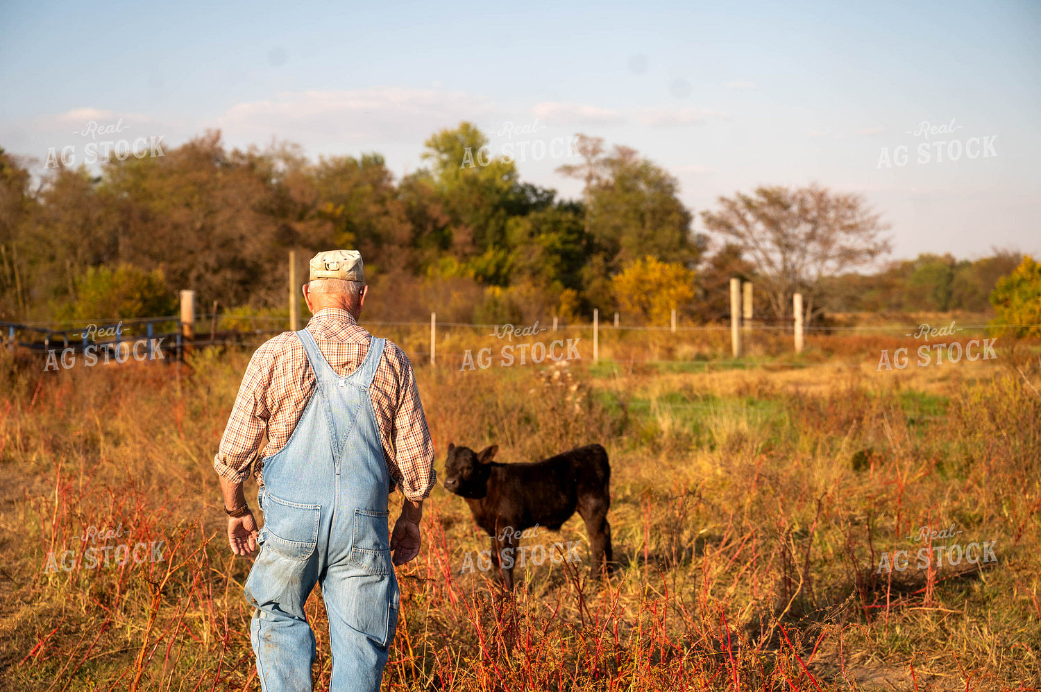 Farmer Checking Cattle 115895