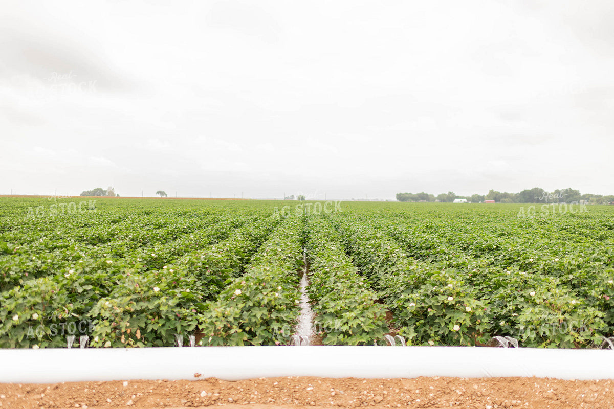 Irrigating Cotton Field 59108