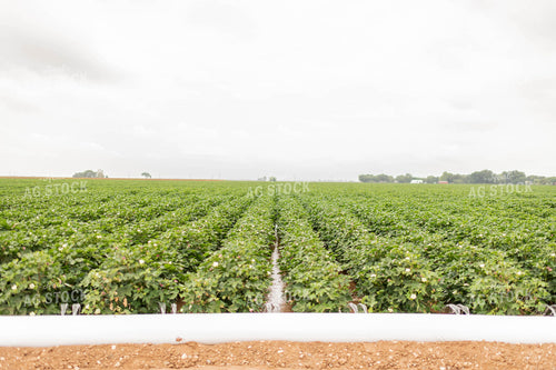 Irrigating Cotton Field 59108