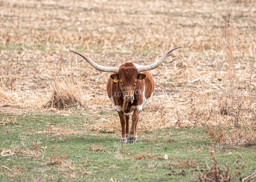 Longhorn Cattle 193005