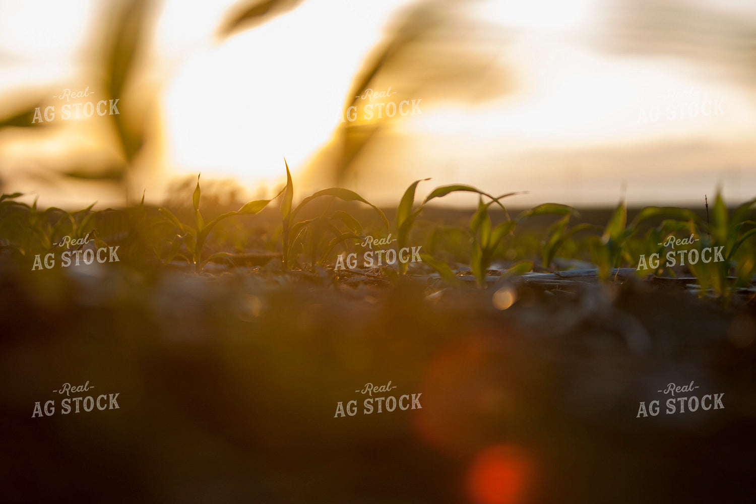 Corn - Early Growth 1171
