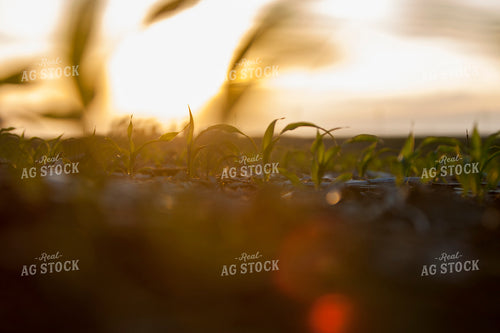Corn - Early Growth 1171