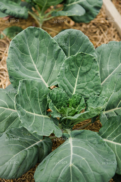 Cabbage 67804